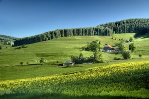 Sposób na to aby  zadbać o rośliny domowe na sto procent!